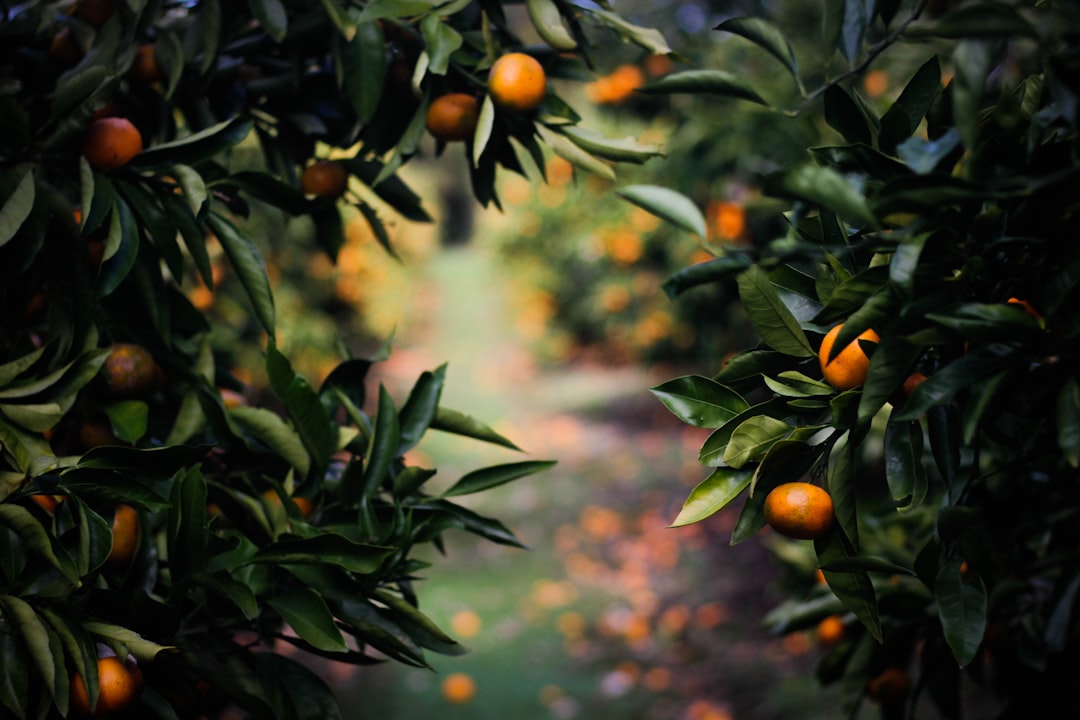 Photo Fruit tree